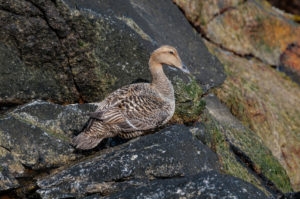 Brown and Black sea duck standing on rock