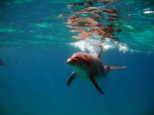 Gray dolphin swimming under blue water
