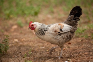 Tan and black chicken walking in dirt