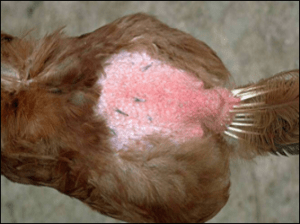 light brow chicken with feather loss on back