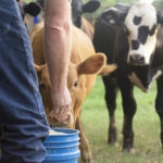 Farmer Feeding His Baby Cows from a Blue Bucket