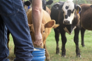 Farmer Feeding His Baby Cows from a Blue Bucket