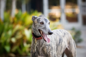 Greyhound dog outdoor portrait