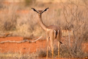 Gerenuk standing with head turned to camera