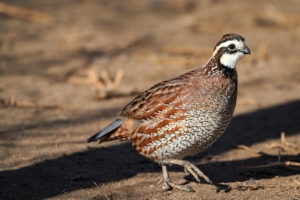 Brown and white bobwhite quail standing on ground