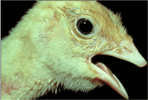 Chicken withs eyes open and beak open