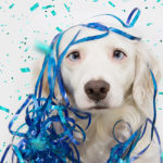 White dog with blue confetti streamers standing in front of a white background