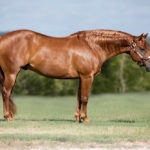 brown horse standing in green field with it's head slightly down