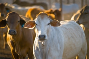 White cow and brown cow staring at camera while standing in a dirt pen during sunset