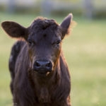 Black calf in green pasture with one ear sticking up