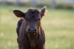 Black calf in green pasture with one ear sticking up