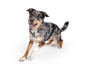Active playful young Australian Shepherd crossbreed dog rising up to run forward with happy smiling expression