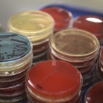 Red, blue, and yellow circular plates used to culture bacteria