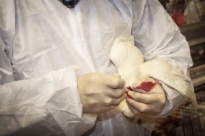 Man in white biohazard suit inserting swab into live chicken's mouth