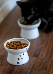 White bowl of pet food with black cat drinking water from another white bowl in background