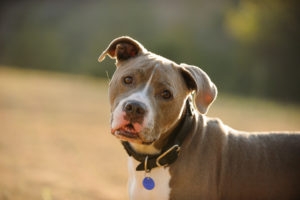 Gray and white American Pit Bull Terrier wearing collar and blue tag