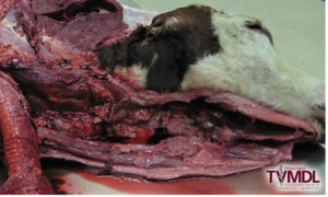 Dead cow with throat slit for sample collection