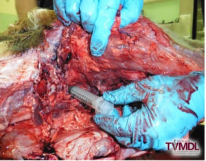 Hand in blue glove inserting needle into cow organs
