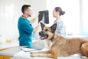 dog on veterinary exam table with vet and owner in background looking at x ray