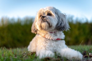 gray and white shih tau dog laying in grass grass