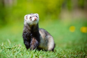 Gray and black ferret standing in green grass