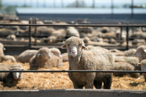Feedlot lambs after a rain in the straw and mud