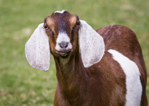 Brown and white goat looking at camera while standing in green grass.