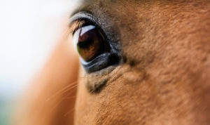 Eye of red horse closeup