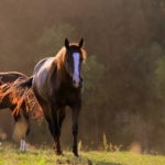 Dark brown horse with white stripped face walks amongst flies and mosquito in field at sunset