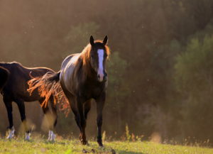 Dark brown horse with white stripped face walks amongst flies and mosquito in field at sunset