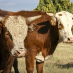 Red and white horned cattle standing in green grass