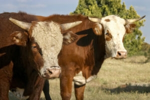 Red and white horned cattle standing in green grass