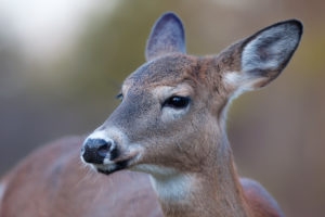 Female white-tailed deer looking to the side