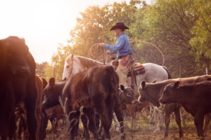 Young male cowboy sitting on gray horse in the middle of pen full of cows and calves
