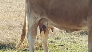 cow's udder with sun damaged teeth