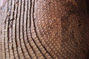 Close up view of armadillo's scales