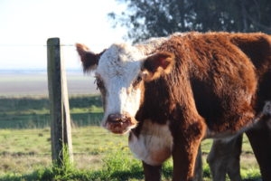 Brown and white cow with sun damaged nose