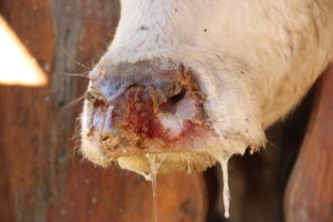 Close up view of a brown cow with white face's sun damaged nose