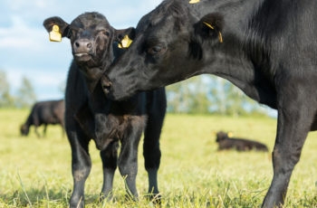 Black calf getting licked by mother in green field