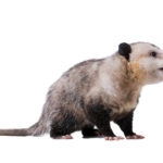 Adult male Virginia opossum (Didelphis virginiana) or common opossum looks sideways and opens his mouth. The teeth are visible. Isolated on white background