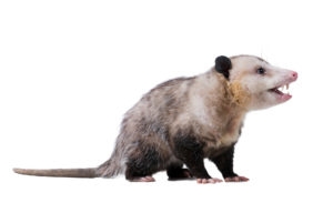 Adult male Virginia opossum (Didelphis virginiana) or common opossum looks sideways and opens his mouth. The teeth are visible. Isolated on white background