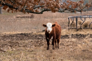 Cow standing in a pasture on a cattle ranch in Oklahoma
