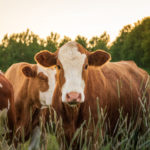 brown and white cows standing in green grass