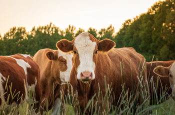 brown and white cows standing in green grass