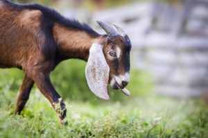 Brown, white and black goat eating green grass