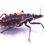 close up of kissing bug on white background