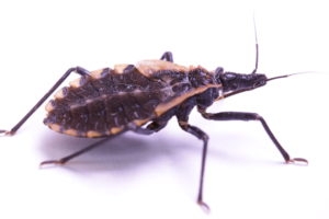 close up of kissing bug on white background