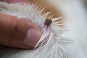 Tick in the dog's fur