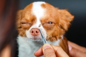 tick on tweezers held up in front of a brown and white chihuahua