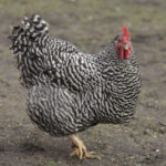 A closeup shot of a large plymouth rock chicken at a farm